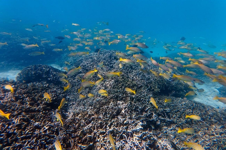 Diani Beach: Sunrise Boat Tour and Snorkeling Trip