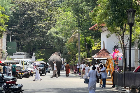 Colombo to Kandy Full-Day Private Tour Experience
