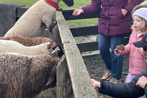 Auckland: Sheepworld, Honey Centre, & Kauri Trail Tour
