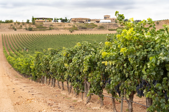 Haza: Ribera del Duero Winery Tour and Wine Tasting