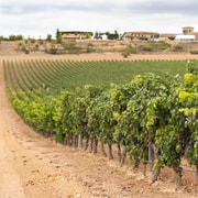 Haza: Weingut-Tour und Weinprobe in Ribera del Duero