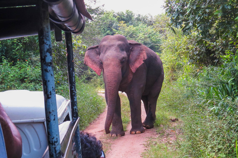 Safari in het Yala National Park vanuit Ella