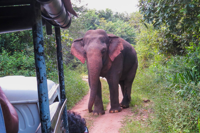 Yala National Park Safari from Ella