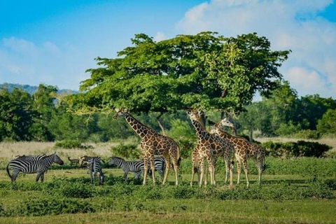 7 Days Coron Wanders Escape Islands Hopping & Wildlife Tour