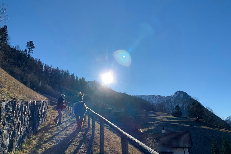 Triesenberg: Vandra med lamor i bergen