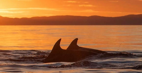 Olbia: Sunset Dolphin Watching with Aperitif