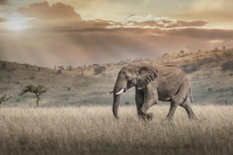 From Nairobi: 8-Day Mara, Nakuru, Naivasha & Amboseli Safari
