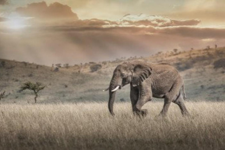 From Nairobi: 8-Day Mara, Nakuru, Naivasha & Amboseli Safari