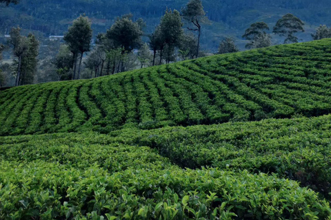 Pekoe Trail 6-9: Guided 6 Day Trail with Hotels & Transfers