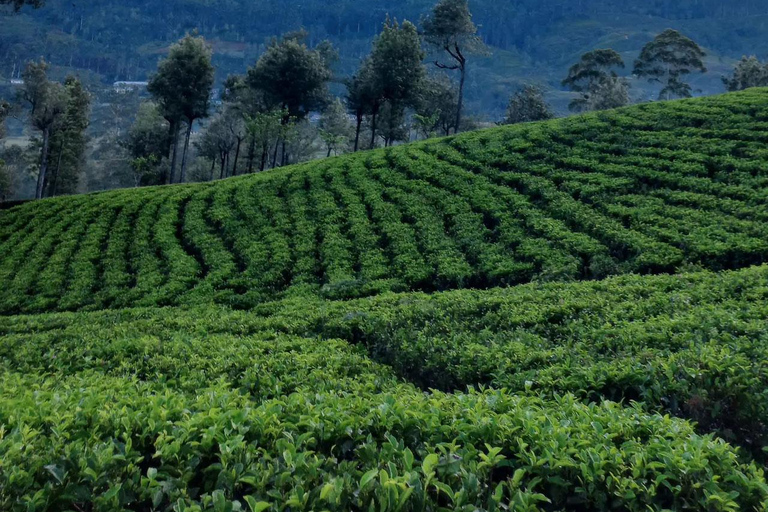 Pekoe Trail 6-9: Guided 6 Day Trail with Hotels & Transfers