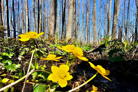 Great Ķemeri Bog & Swamp Forest Hiking Adventure Shared group tour