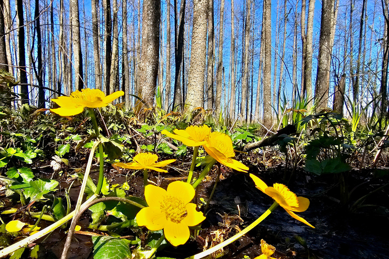 Great Ķemeri Bog & Swamp Forest Hiking Adventure Shared group tour