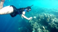 Shared Tour, Moalboal Snorkeling Adventure & Canyoneering - Hizvo