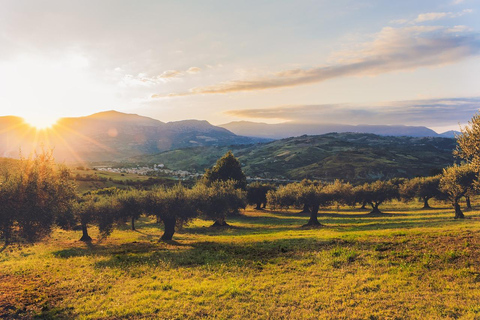 Tour privato per la degustazione di olio d&#039;oliva e vino con prelievo