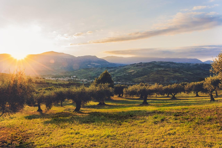 Private Tour for Olive Oil and Wine Tasting With Pickup