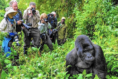 Kigali: Gorilla Trekking in Volcanoes National Park