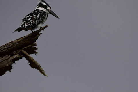 Nairobi: Lake Nakuru National Park and Lake Naivasha Tour