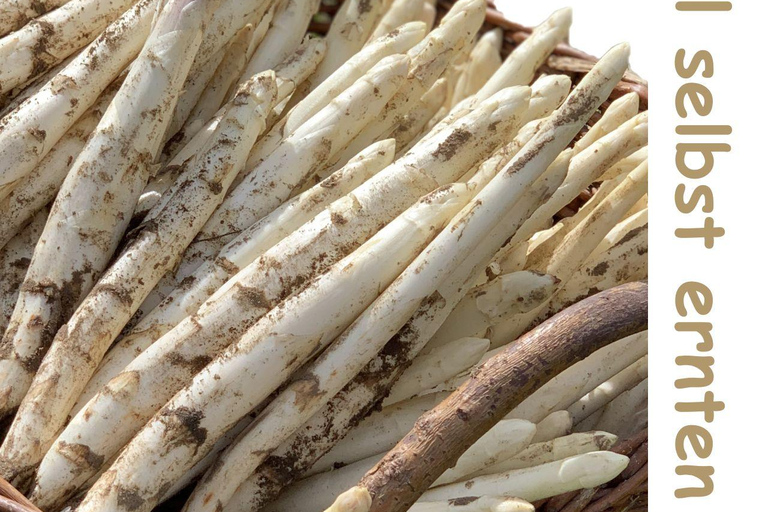Beelitz: Harvest Beelitz asparagus yourself Beelitz: Harvest your own asparagus from Beelitz