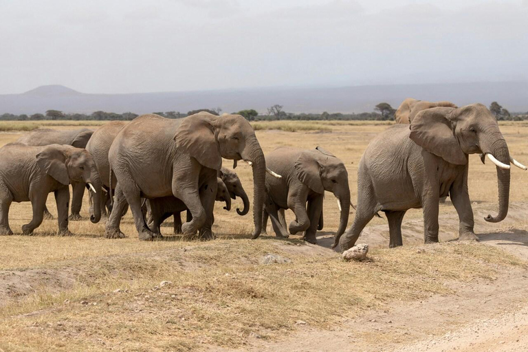 Nairobi: 2-Day Amboseli National Park Private Safari