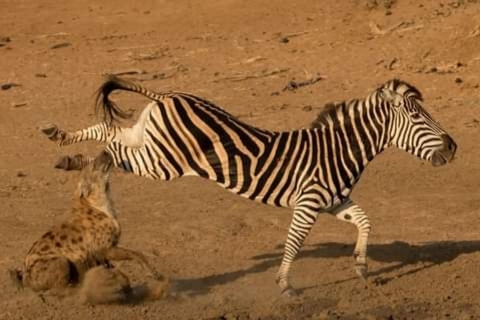 1Day Safari Tour Tarangire National Park Join Group