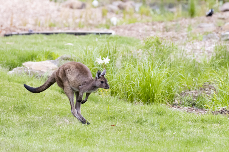 Melbourne Zoo: Australian Wildlife Experience Ticket