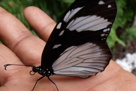 ZANZIBAR: Isola delle Prigioni, Foresta di Jozani e Butterfly CenterIL TOUR PRIVATO INCLUDE IL SERVIZIO DI PRELIEVO E RIENTRO IN HOTEL
