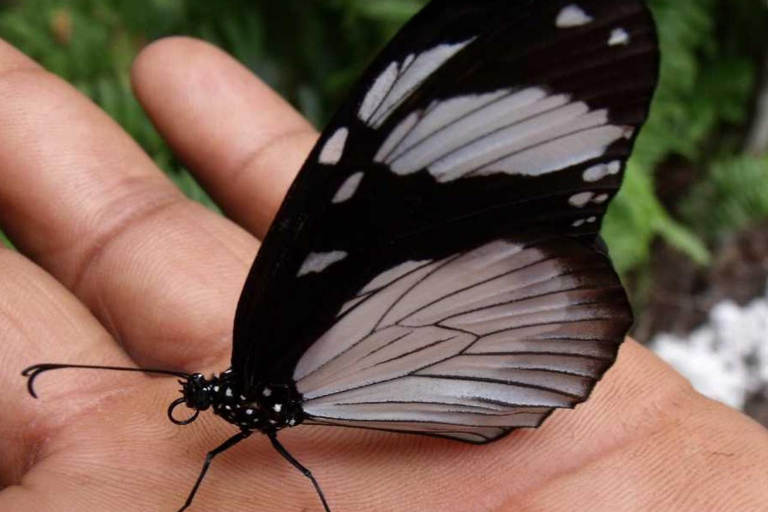 ZANZIBAR: Isola delle Prigioni, Foresta di Jozani e Butterfly CenterIL TOUR PRIVATO INCLUDE IL SERVIZIO DI PRELIEVO E RIENTRO IN HOTEL