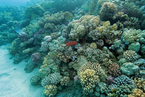 Marsa Mubarak Sea Turtles Trip with Optional Diving with 1 Intro-dives, Snorkelling, Lunch
