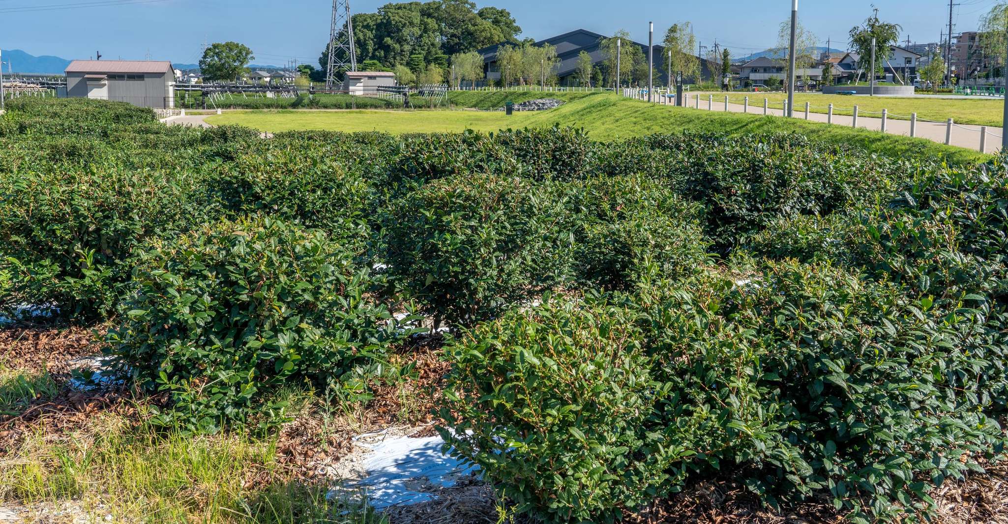 Kyoto: Tea Museum Tickets and Matcha Grinding Experience photo 8