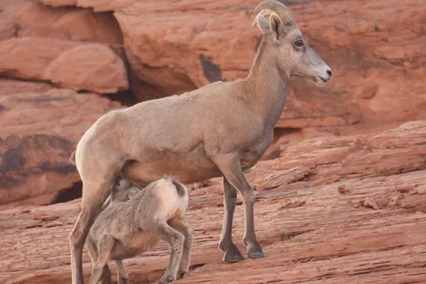 Private Valley of Fire Adventure