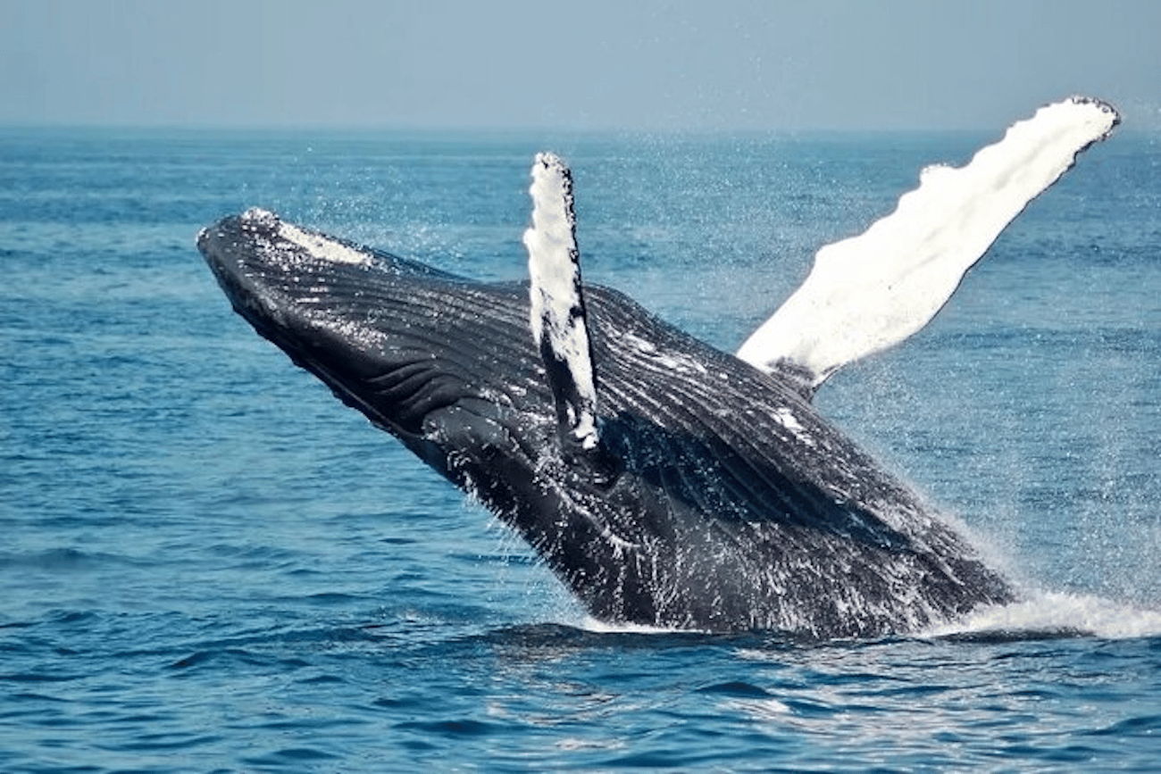 Waikiki: Holokai-Katamaran-Tour mit Whale Watching