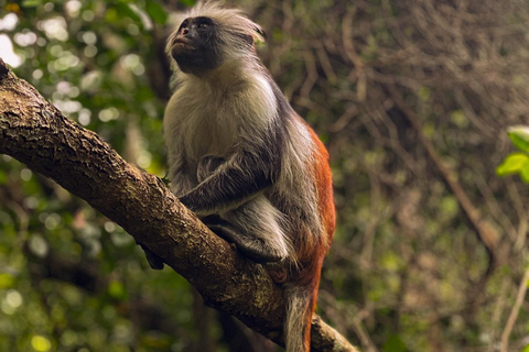 Zanzibar: Floresta de Jozani + excursão à Cidade de Pedra com traslado