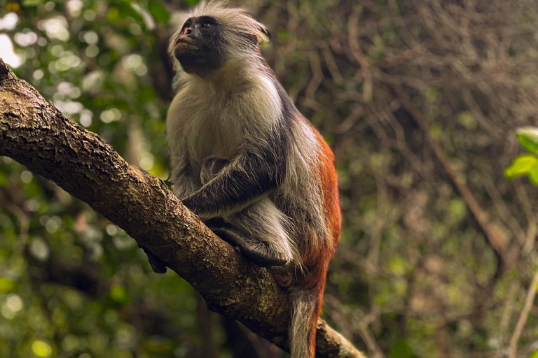 Zanzibar: Floresta de Jozani + excursão à Cidade de Pedra com traslado