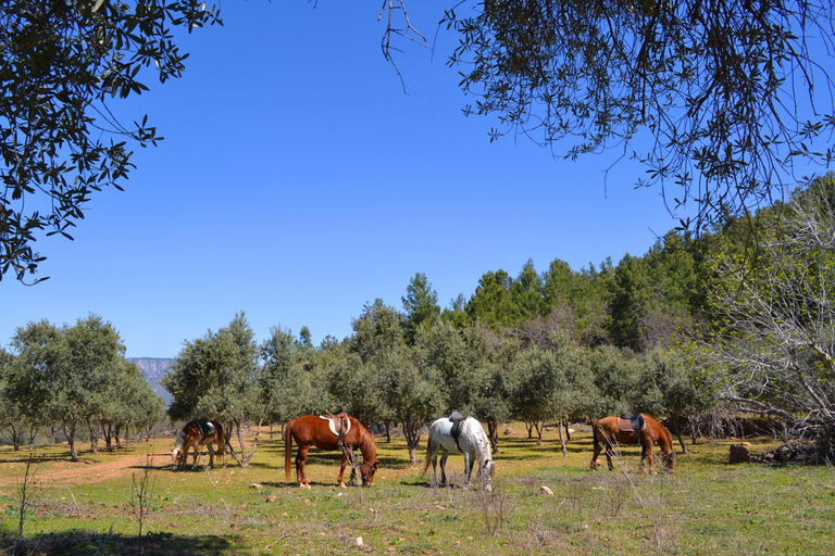 Alanya: Reitclub Transfer ServiceFür Alanya Center Oba Mahmutlar Standort