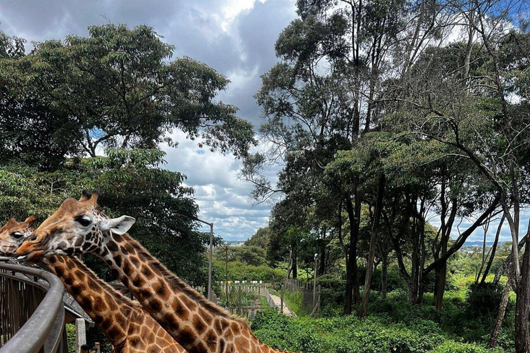 Nairobi: Giraffes, Karen Blixen & Cultural Rhythms