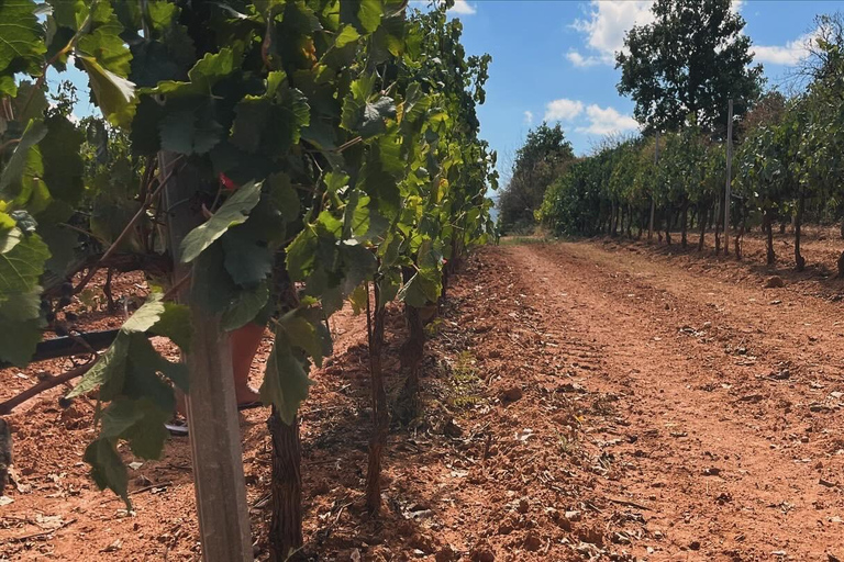 From Athens: Nemea Wine Tour with Corinth Canal Stop