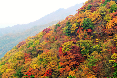 Busan: Mt. Jiri or Juwangsan Park Autumn Foliage Day Tour JIRISAN Foliage Shared Tour, Meet at Haeundae Station