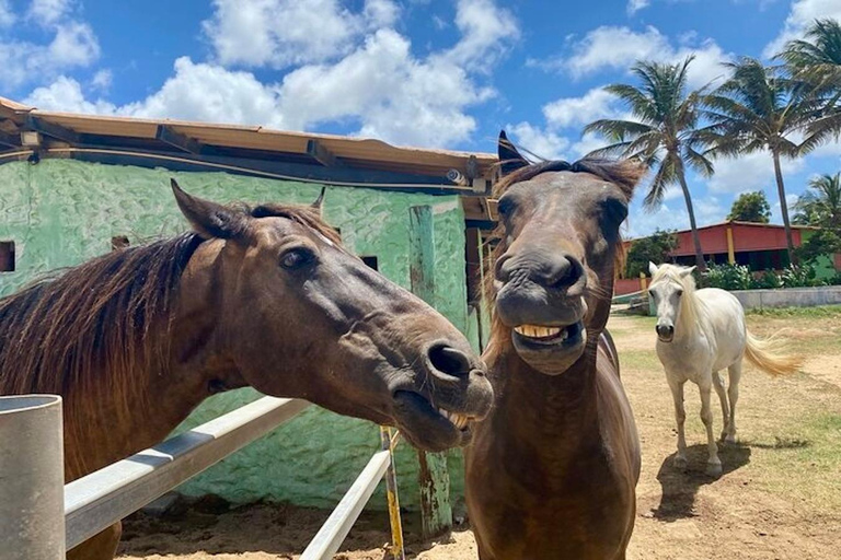 Aruba: Rancho Loco Natural Pool Horseback Tour thru Arikok Aruba: Rancho Loco Natural Pool Excursion