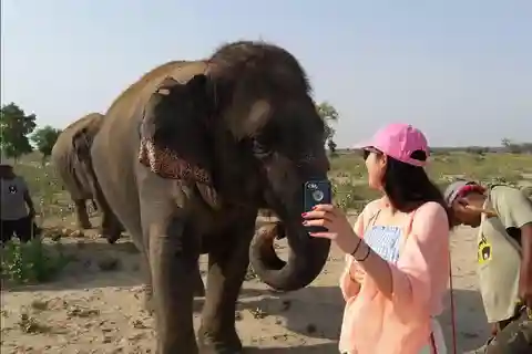 Delhi: Same Day Taj Mahal with Elephant SOS by Express Train