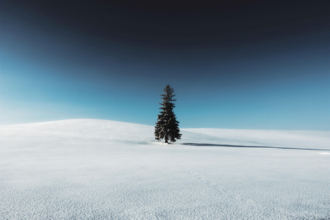 Sapporo: Hokkaido Biei Best 5 Photo Spots Day Tour Shared Tour, Meet at Odori Station