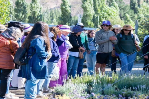 Bariloche: Lavender Farm Guided Tour with Tea Service