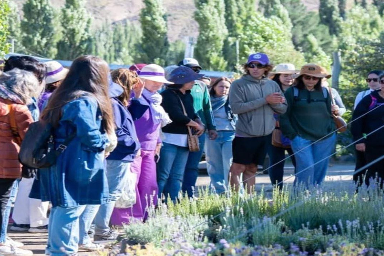 Bariloche: Lavender Farm Guided Tour with Tea Service