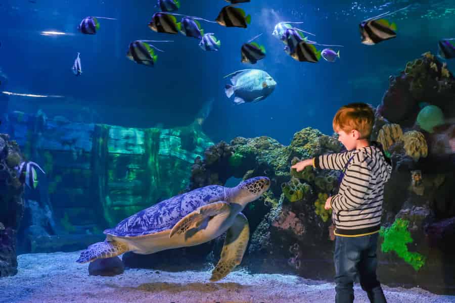 SEA LIFE Timmendorfer Strand Ticket. Foto: GetYourGuide