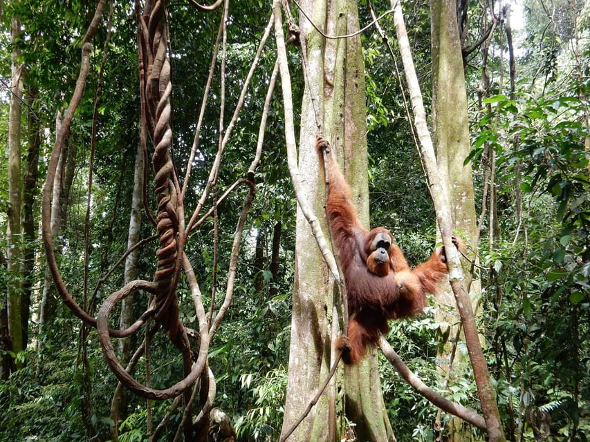 Suitetrails - From Medan, 4 day tour to Bukit Lawang incl. jungle trek