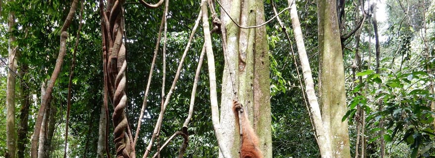 Au départ de Medan : excursion de 4 jours à Bukit Lawang, y compris randonnée dans la jungle