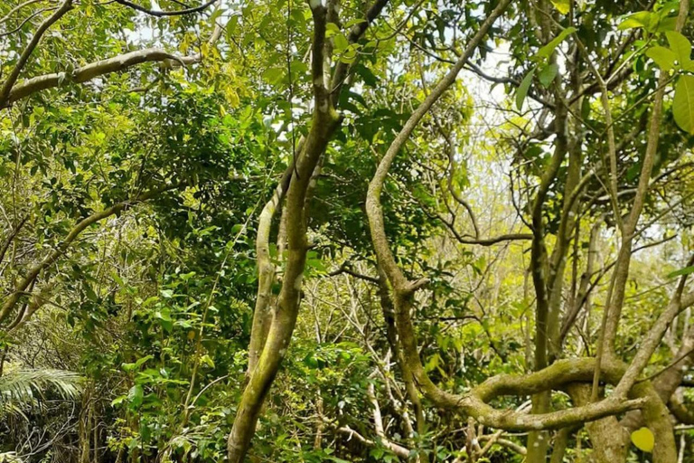 St. Kitts: Bike and Hike Throttle to Trail ATV Adventure