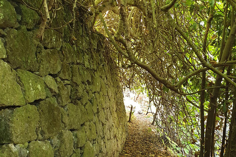 Grande Canarie : excursion dans la forêt de LaurisilvaGrande Canarie : excursion dans la forêt de Laurissilva