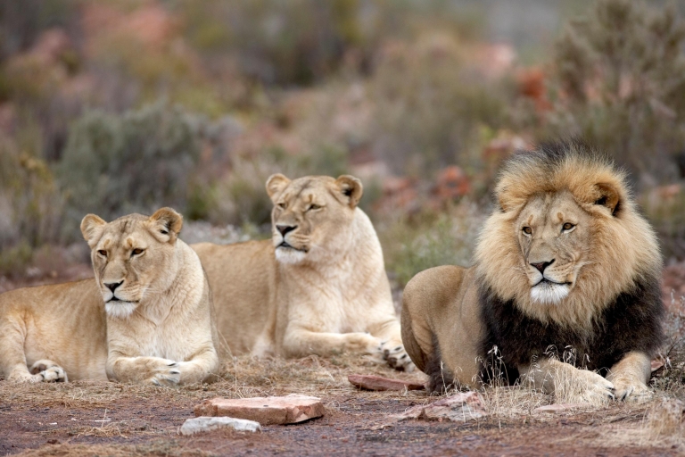 Aquila Game Reserve Safari mit Parkgebühren, Transfers und Mittagessen