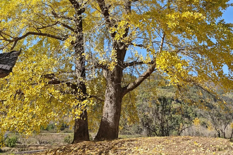 Guilin: Private Ginkgo Village and DaXu Ancient Town Tour