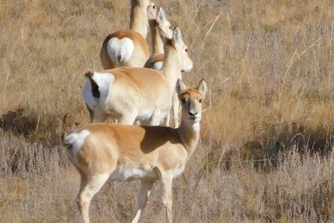 Mongolia: Parque Nacional de Hustai